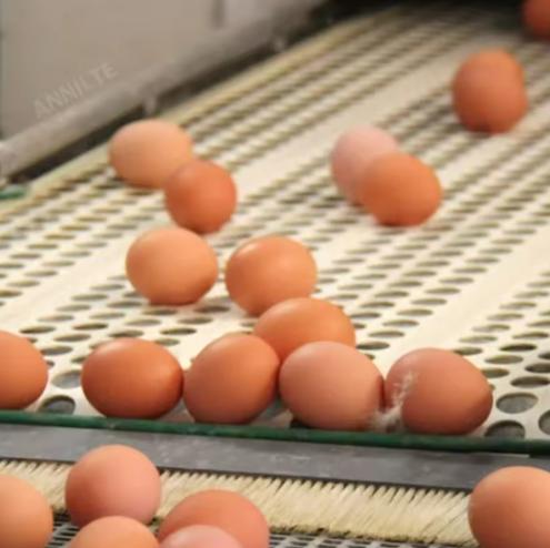 鸡蛋采集带2